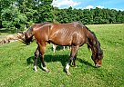 Sonny - Gelding in Charity, MO Sonny - Gelding in Charity, MO