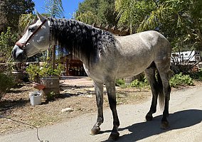 Andalusian / PRE (Andalusian / PRE, Stallion) in Aptos, CA