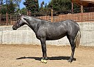 Andalusian - Horse for Sale in Aptos, CA 95003