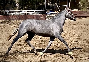 Andalusian / PRE (Andalusian / PRE, Mare) in Aptos, CA