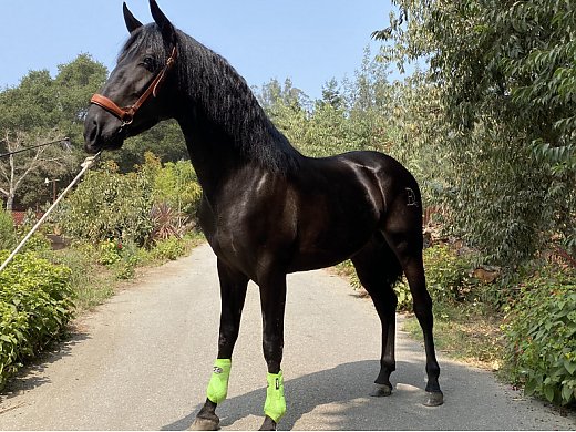 Ancce PRE Young Stallion