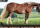 Haflinger - Horse for Sale in Jeffersonton, VA 22724
