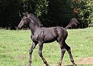 Hanoverian - Horse for Sale in Chilliwack, BC V2p 7p1 Hanoverian - Horse for Sale in Chilliwack, BC V2p 7p1