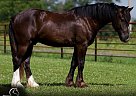 Gypsy Vanner - Horse for Sale in , NJ 07840
