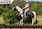 Kentucky Mountain - Horse for Sale in Whitley City, MO 42653