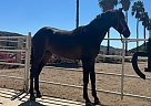 Andalusian - Horse for Sale in San Diego, CA 92021
