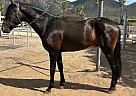 Andalusian - Horse for Sale in San Diego, CA 92021