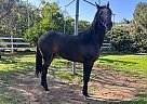 Andalusian - Horse for Sale in San Diego, CA 92021