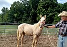 Quarter Horse - Horse for Sale in Cambridge City, IN 47327 Quarter Horse - Horse for Sale in Cambridge City, IN 47327