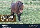 Miniature - Horse for Sale in NA, PA 17406