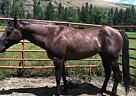 Quarter Horse - Horse for Sale in Union, OR 97883-