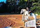 Shiloh - Gelding in Advance, NC Shiloh - Gelding in Advance, NC