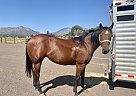 Quarter Horse - Horse for Sale in Flagstaff, AZ 86004
