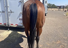 Quarter Horse (Quarter Horse, Mare) in Flagstaff, AZ