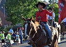 Quarter Horse - Horse for Sale in Union, OR 97883 Quarter Horse - Horse for Sale in Union, OR 97883