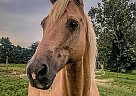 Gentle Palomino Mare Cee Golds Honey