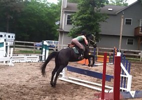 Gently (Thoroughbred, 19 yrs) in Medford, NY
