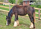 Midnight - Mare in Woodlawn, VA Midnight - Mare in Woodlawn, VA