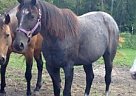 - Mare in Grand Rapids, MN - Mare in Grand Rapids, MN