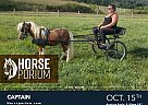 Miniature - Horse for Sale in NA, PA 17402 Miniature - Horse for Sale in NA, PA 17402