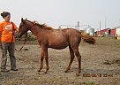Aspen - Mare in Fullerton, ND Aspen - Mare in Fullerton, ND