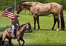 Paint - Horse for Sale in , NJ 07840
