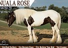 Gypsy Vanner - Horse for Sale in , KY 42503