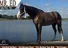 Tennessee Walking - Horse for Sale in Lamoni, IA 50140