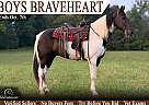 Tennessee Walking - Horse for Sale in Parkers Lake, KY 42634