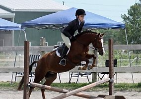 Registered Welsh Pony Mare- Hunter, Jumper, Driving Welsh Pony Mare