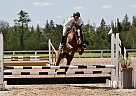 Dutch Warmblood - Horse for Sale in Erin, ON L0R1S0