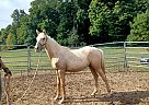 Quarter Horse - Horse for Sale in Cambridge City, IN 47327