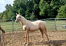 Quarter Horse - Horse for Sale in Cambridge City, IN 47327 Quarter Horse - Horse for Sale in Cambridge City, IN 47327