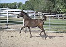 Andalusian Mare for Sale in Carlyle, Saskatchewan Andalusian Mare for Sale in Carlyle, Saskatchewan
