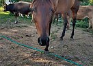 Cher - Mare in Charity, MO Cher - Mare in Charity, MO