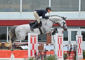 Talented Show Jumper, 8YO 16.3hh Holsteiner Gelding Holsteiner Gelding
