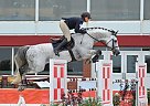 Holsteiner Gelding for Sale in Austin, Texas Holsteiner Gelding for Sale in Austin, Texas
