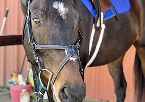 Thoroughbred (Thoroughbred, Gelding) in San Diego, CA