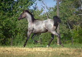 Top Hand Ranch Bred Horses for Sale Quarter Horse Stallion