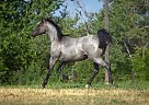 - Stallion in Bozeman, MT - Stallion in Bozeman, MT