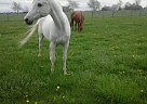 Arabian - Horse for Sale in Dayton, OH 45420