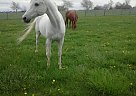 Arabian - Horse for Sale in Dayton, OH 45420 Arabian - Horse for Sale in Dayton, OH 45420