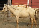 April - Mare in Fullerton, ND April - Mare in Fullerton, ND