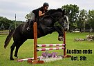 Warmblood - Horse for Sale in Highland, MI 40501 Warmblood - Horse for Sale in Highland, MI 40501