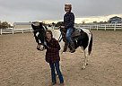 Paint Gelding for Sale in Severance, Colorado Paint Gelding for Sale in Severance, Colorado