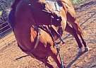 Bay - Mare in Fort Towson, OK Bay - Mare in Fort Towson, OK