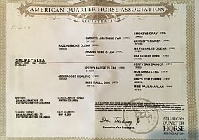 Quarter Horse (Quarter Horse, Gelding) in Fort Worth, TX
