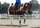 Paint - Horse for Sale in Schwenksville, PA 19473 Paint - Horse for Sale in Schwenksville, PA 19473