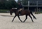 Swedish Warmblood - Horse for Sale in Dronninglund,  9330