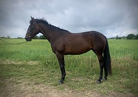 Warmblood (Warmblood, Mare)